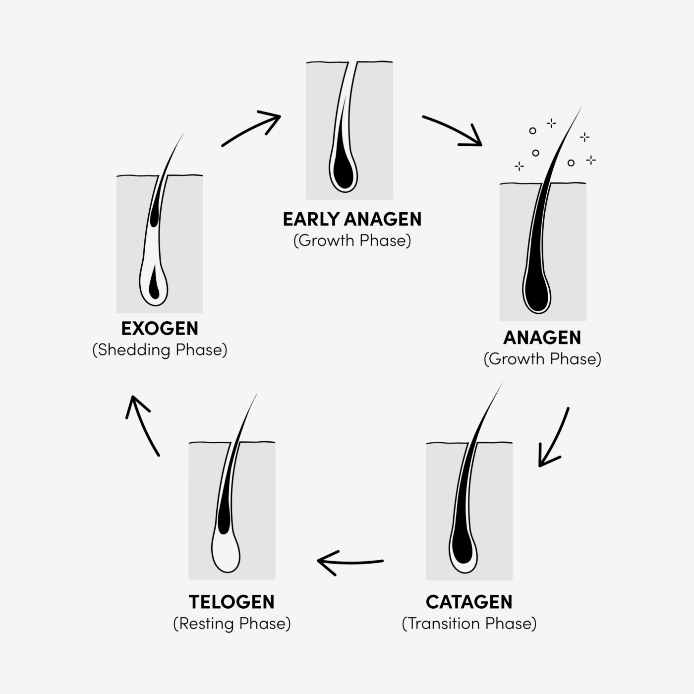 The hair growth cycle consists of four distinct phases: anagen (growth), catagen (transition), telogen (resting), and exogen (shedding).